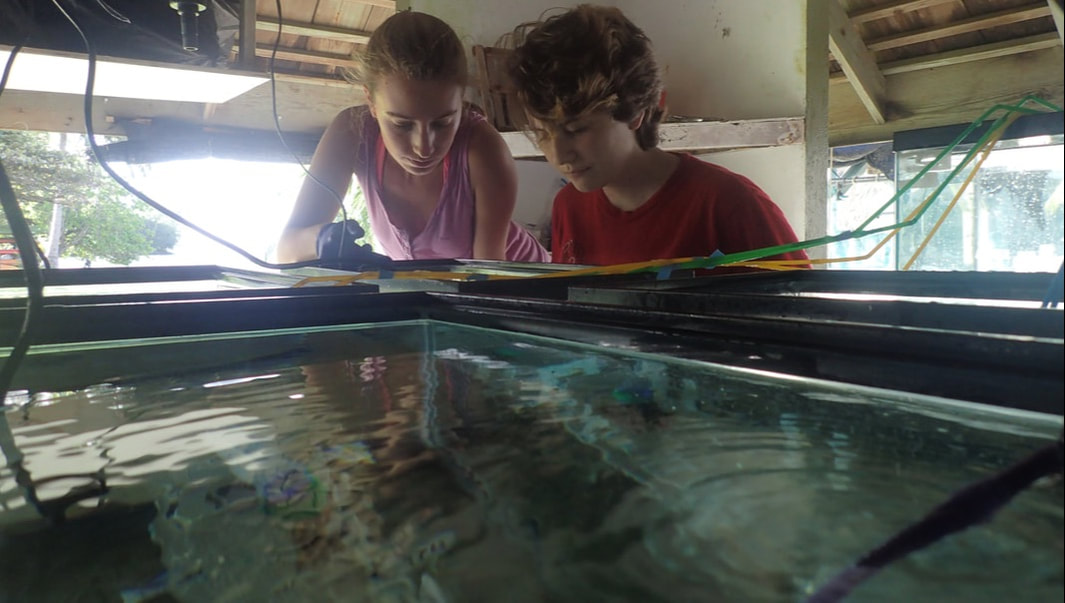 Two female students peer into an aquarium filled with water to observe their experiment. The contents of the aquarium are not visible, but tubes and electrical wires are visible entering the tank.