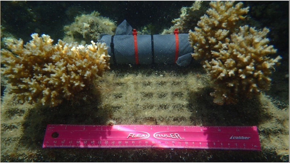Two colonies of Pocillopora acuta are glued to a cinderblock, one on either side of the image. In between them, in the background, is a nutrient diffuser, which looks like a PCV tube covered with grey mesh and wrapped with black and red zip ties. In the foreground is a pink ruler.