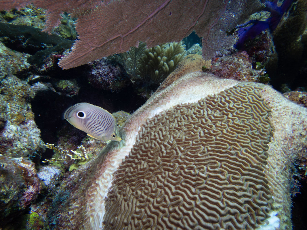 In the image, a SCTLD-infected colony of Psuedodiploria strigosa is visible. On the left, the coral is covered with algae. In the middle of the colony, there is a white stripe of recently dead skeleton. On the right, there is apparently healthy coral tissue. A foureye butterfly fish is seen eating algae on the left side of the coral colony. 